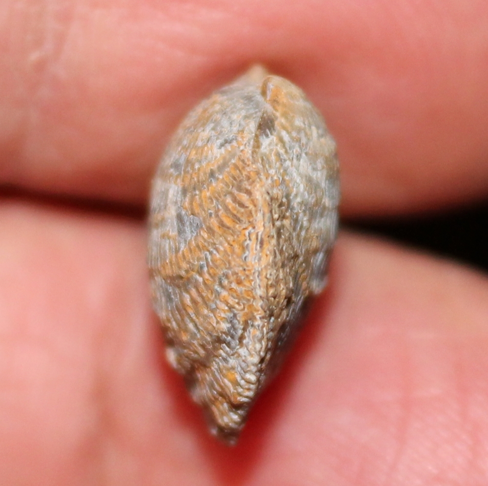 Desquamatia subzonata.jpg