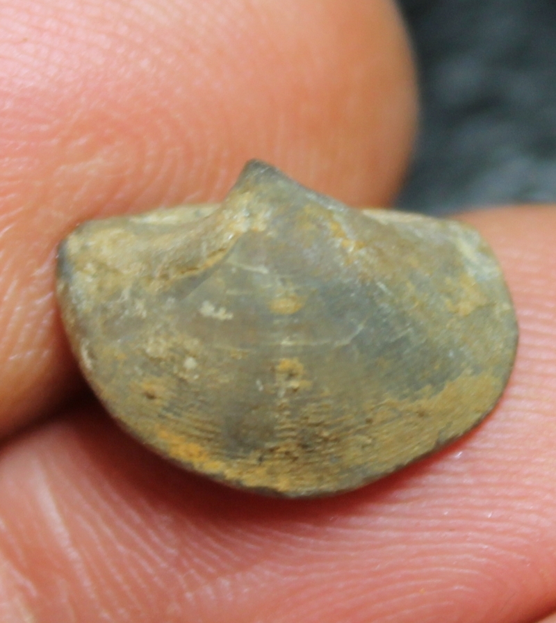 Eoreticularia eifeliensis