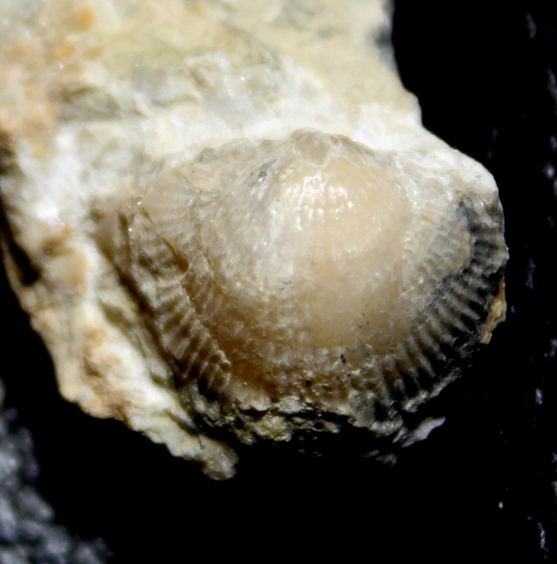 fossil brochiopoda