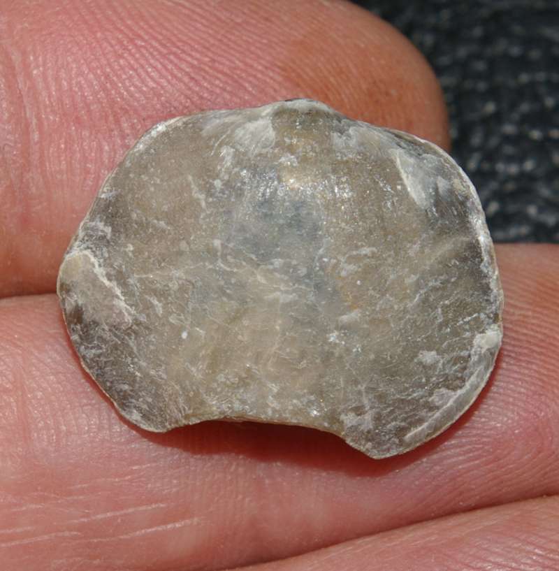 Leptoterorhynchus magnus