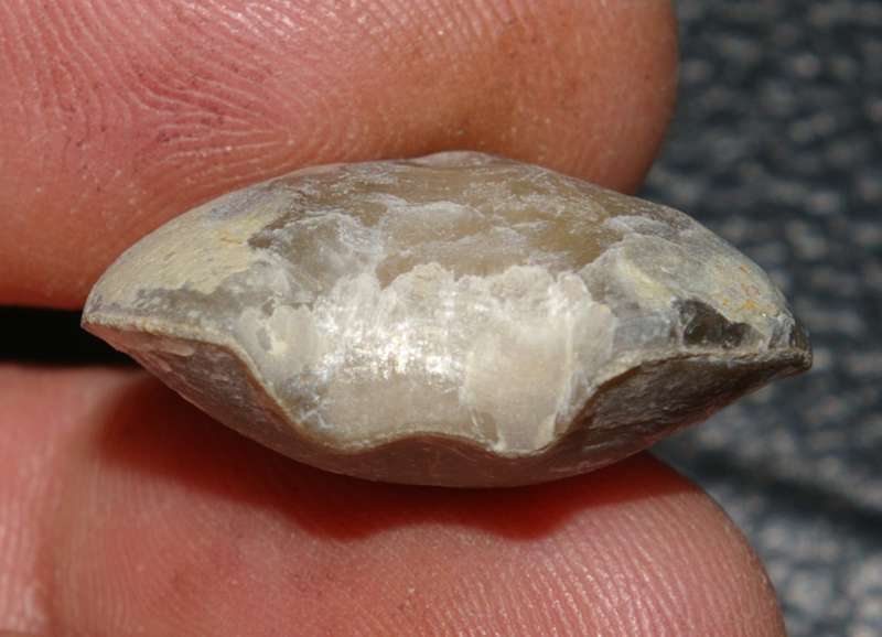 Leptoterorhynchus magnus