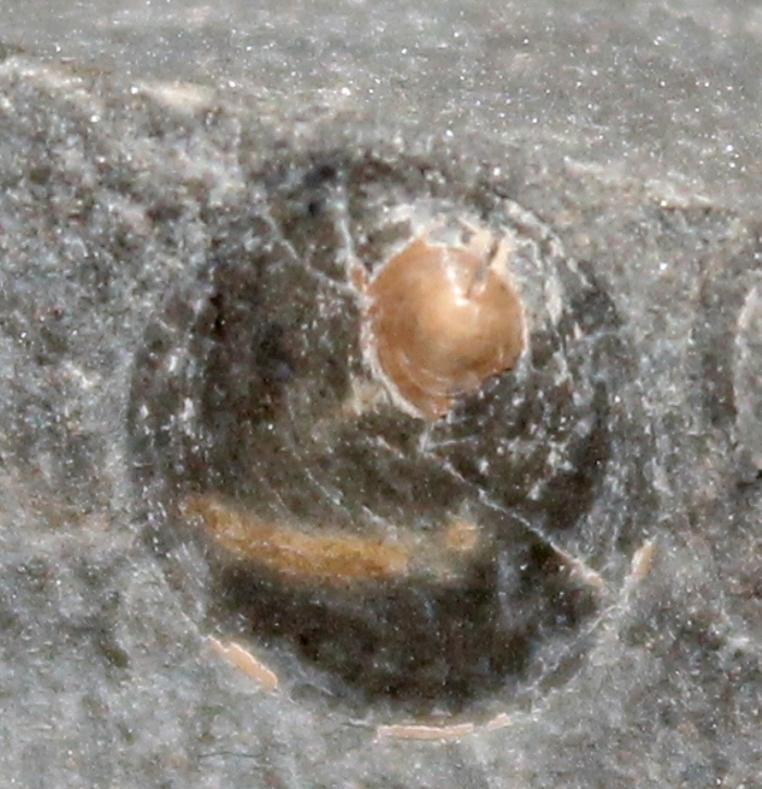 Orbiculoidea