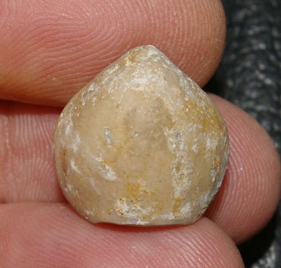 Nucleata nucleata