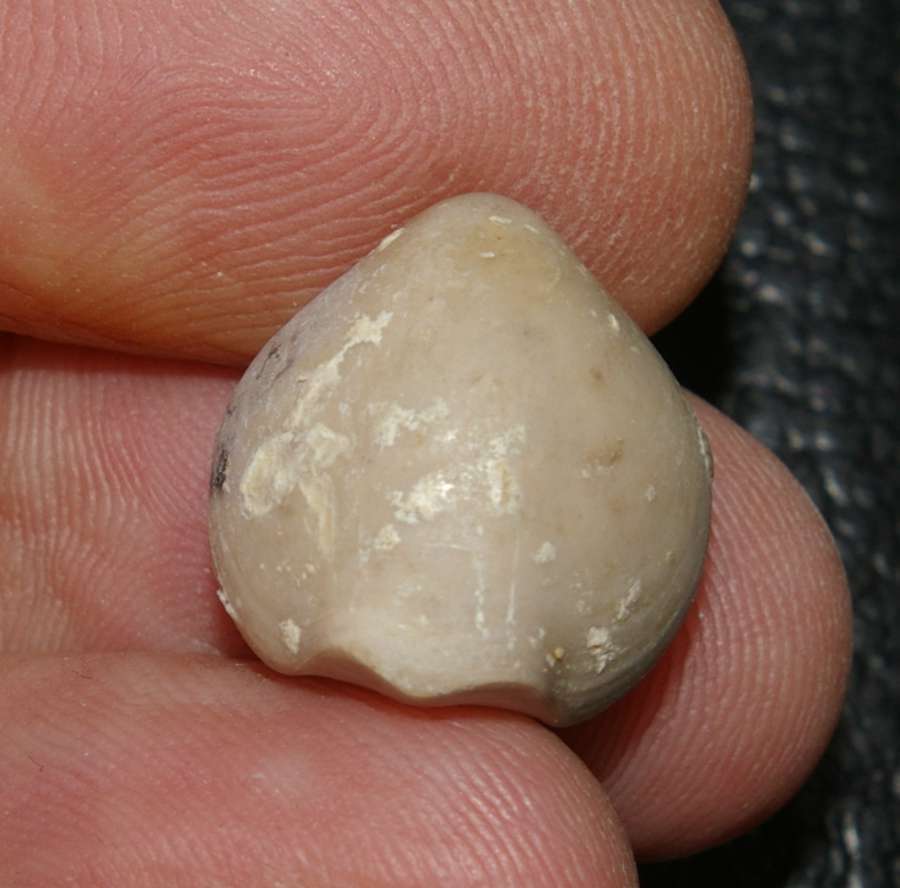 Nucleata chartroni