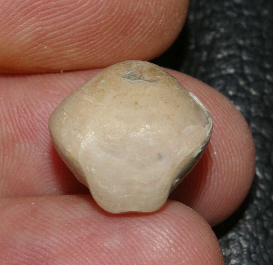 Nucleata chartroni