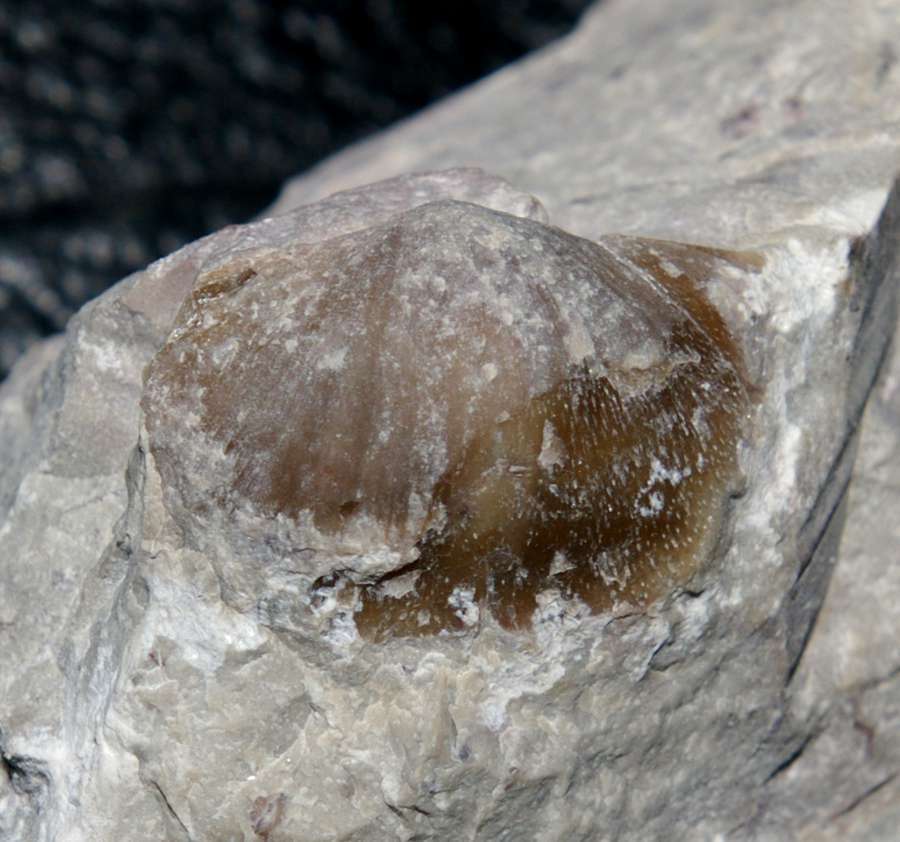 Ordovician fossils brachiopods