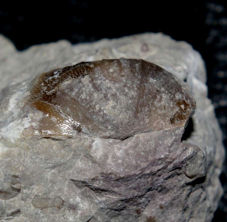Ordovician fossils brachiopods