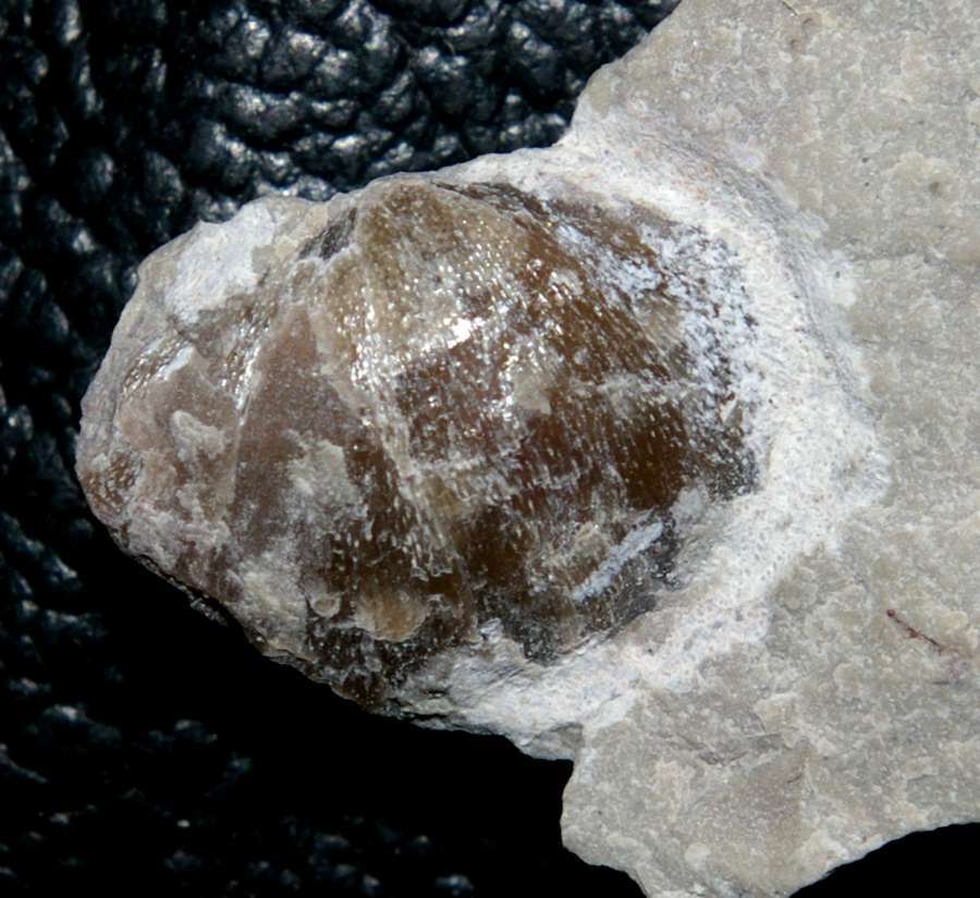 Ordovician fossils brachiopods