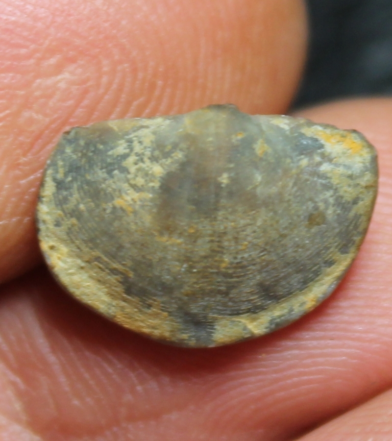 Eoreticularia eifeliensis