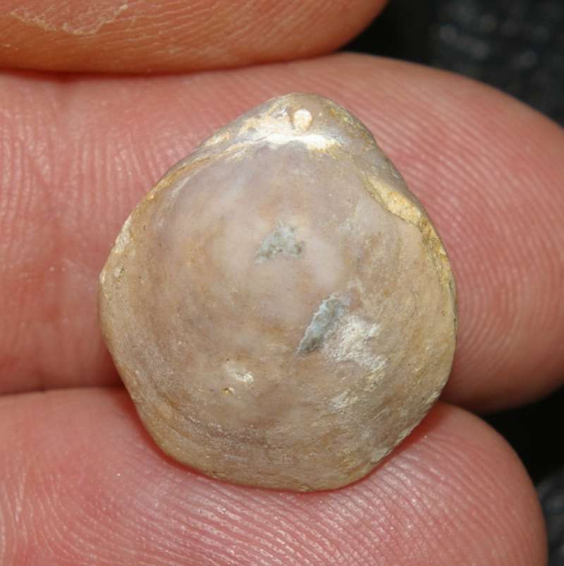 Zittelina