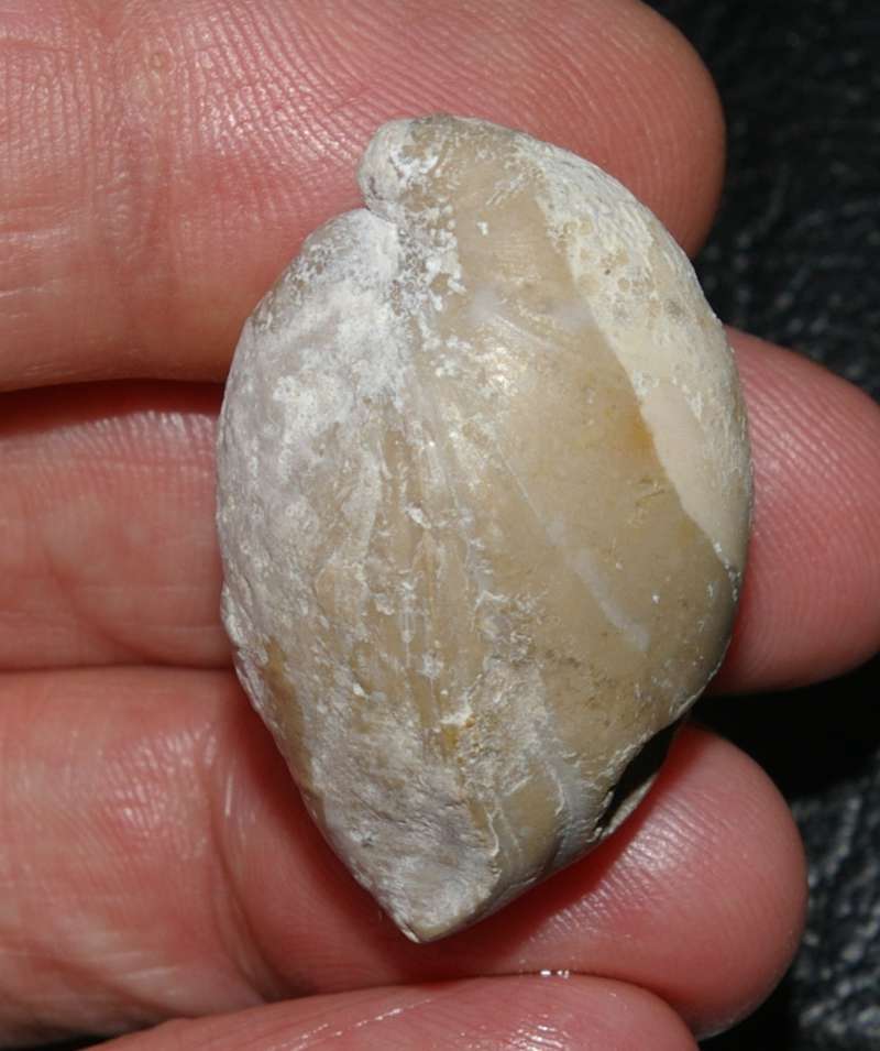 Zeilleria  