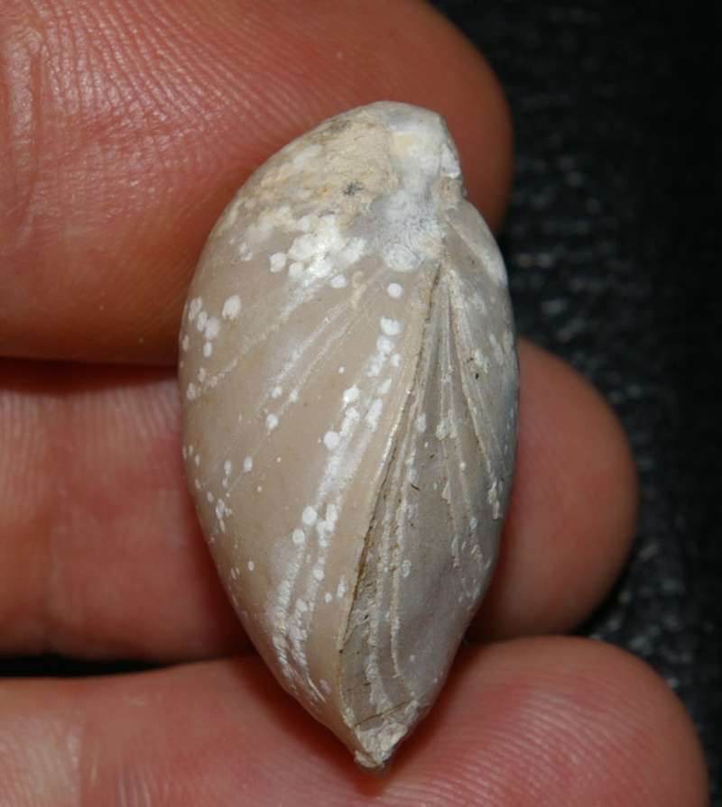 Moeschia  