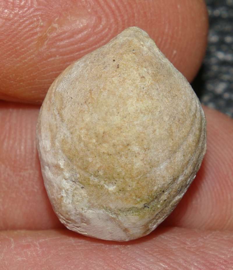 Juralina subformosa 