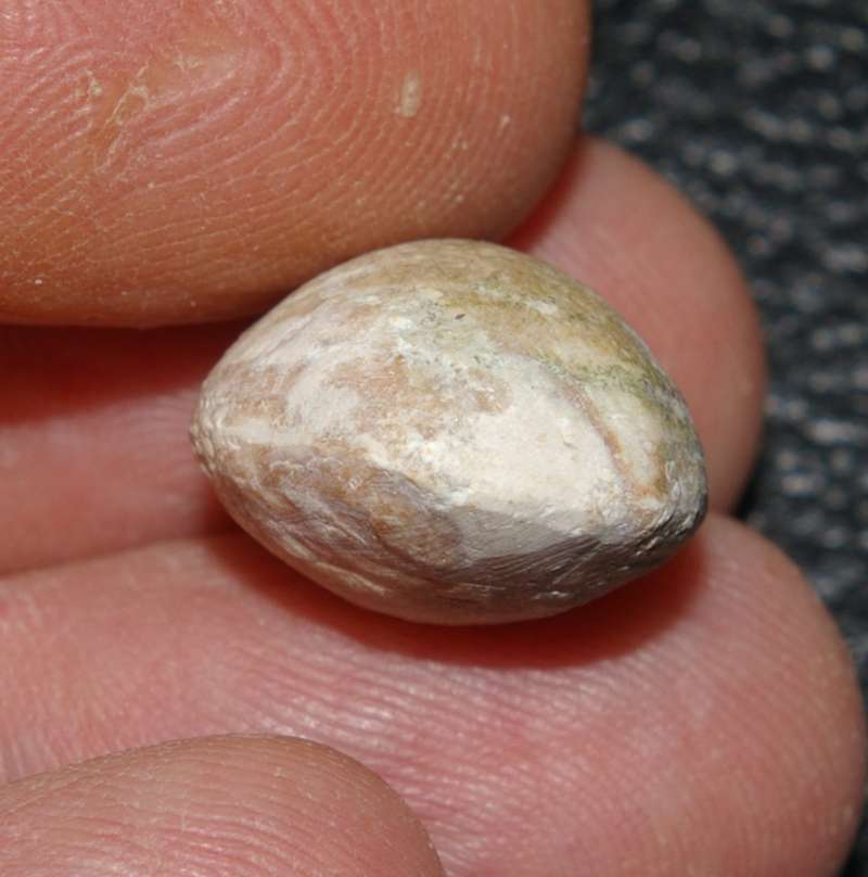 Juralina subformosa 