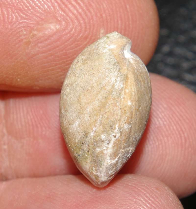 Juralina subformosa 