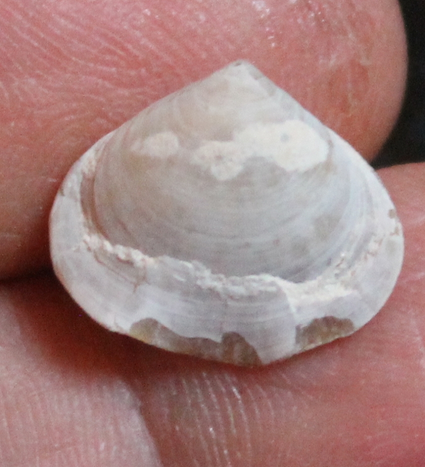 Cretirhynchia (Homaletarhynchia) undulata maastrichtiensis 