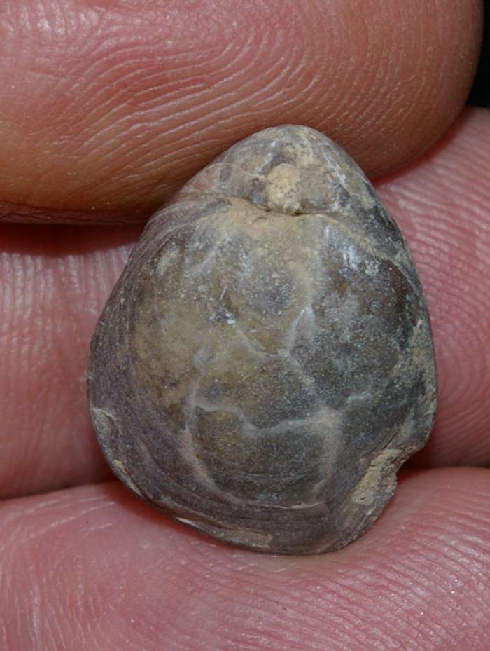 Lobothyris  subpuntata