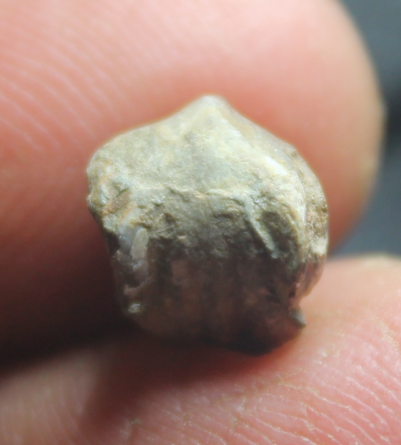 Paromoepygma bellicastellana