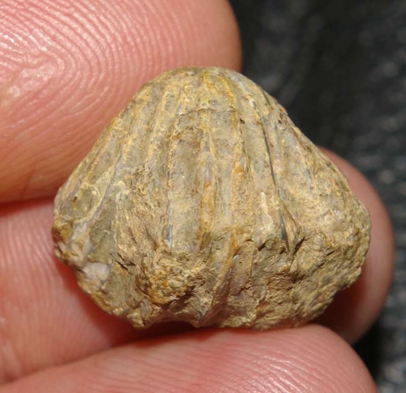 Moutonithyris moutoniana 