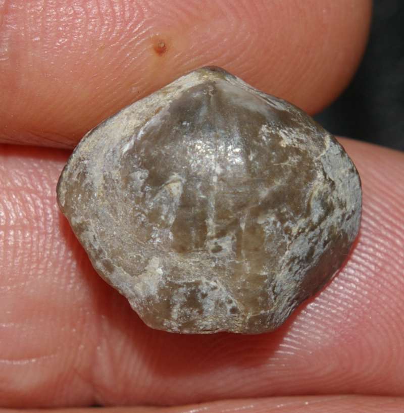 Yunnanillina grabau