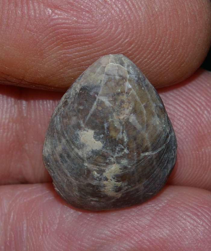 Lobothyris  subpuntata