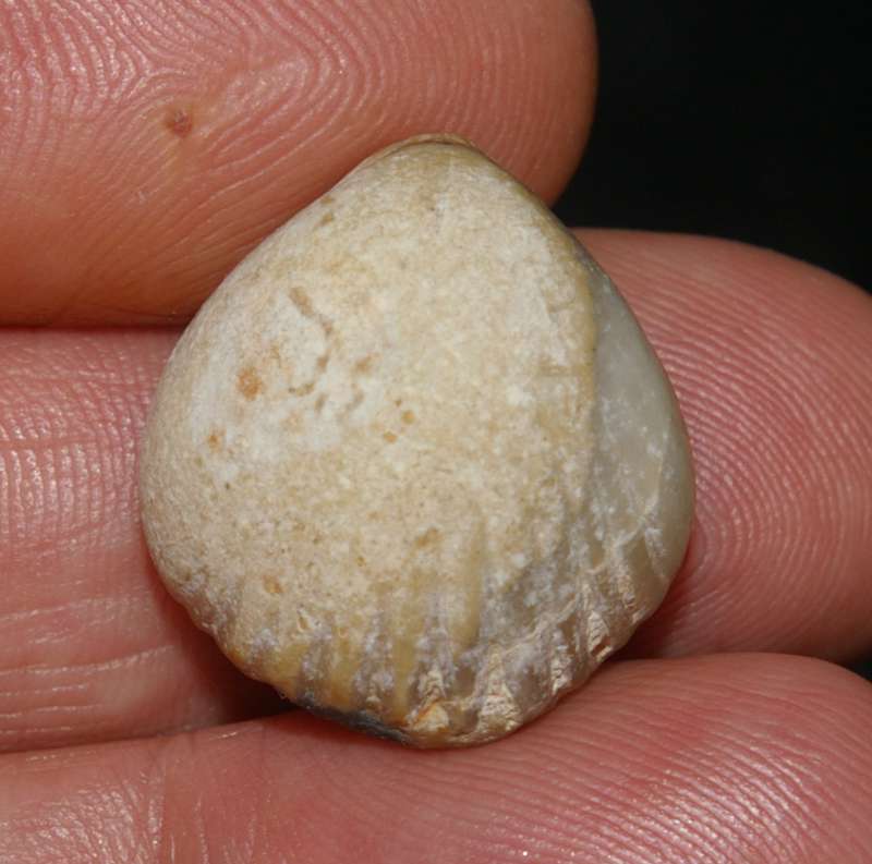 Kallirhynchia indentata