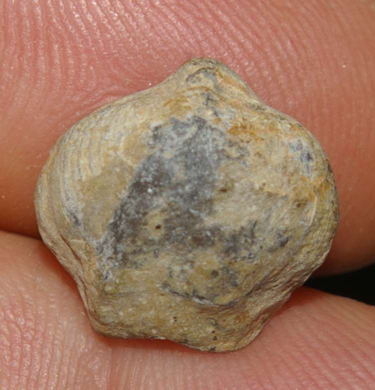 Athyris oelherti