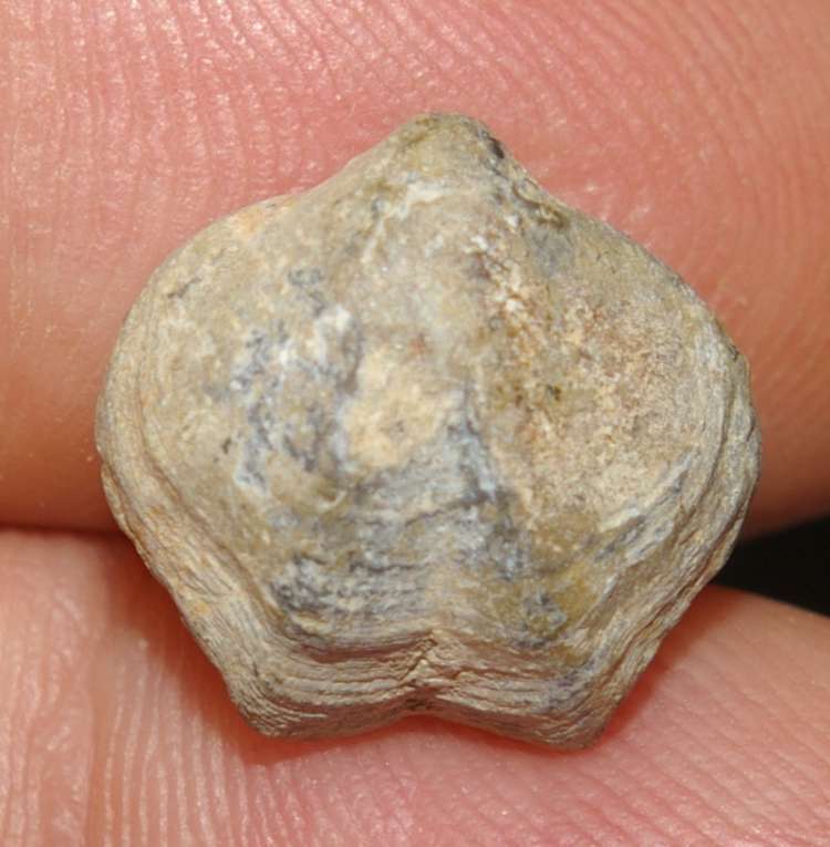 Athyris oelherti