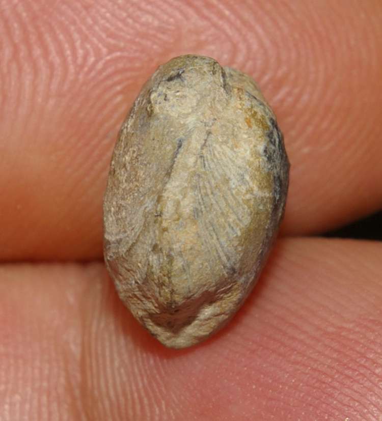 Athyris oelherti