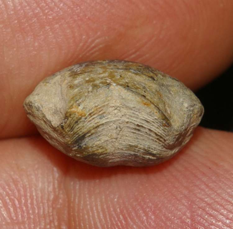 Athyris oelherti