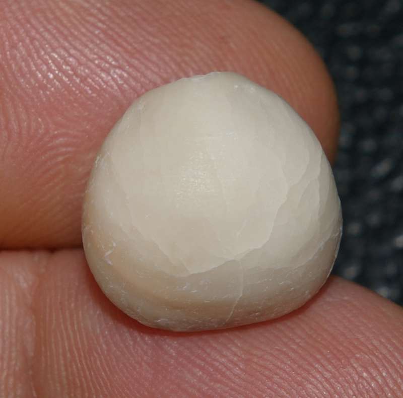 Praesphaeroidothyris cisnerosi