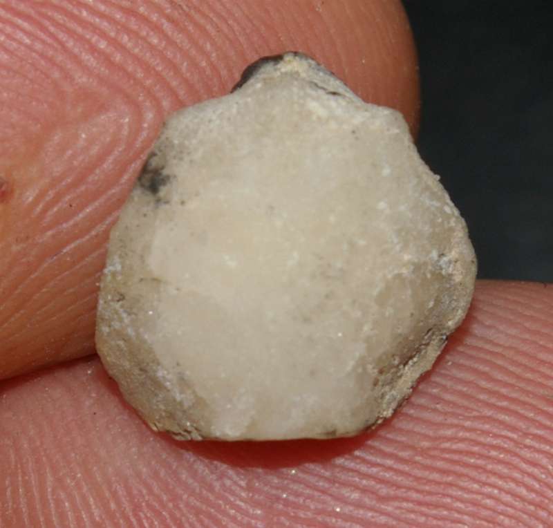 Orbirhynchia malagaensis