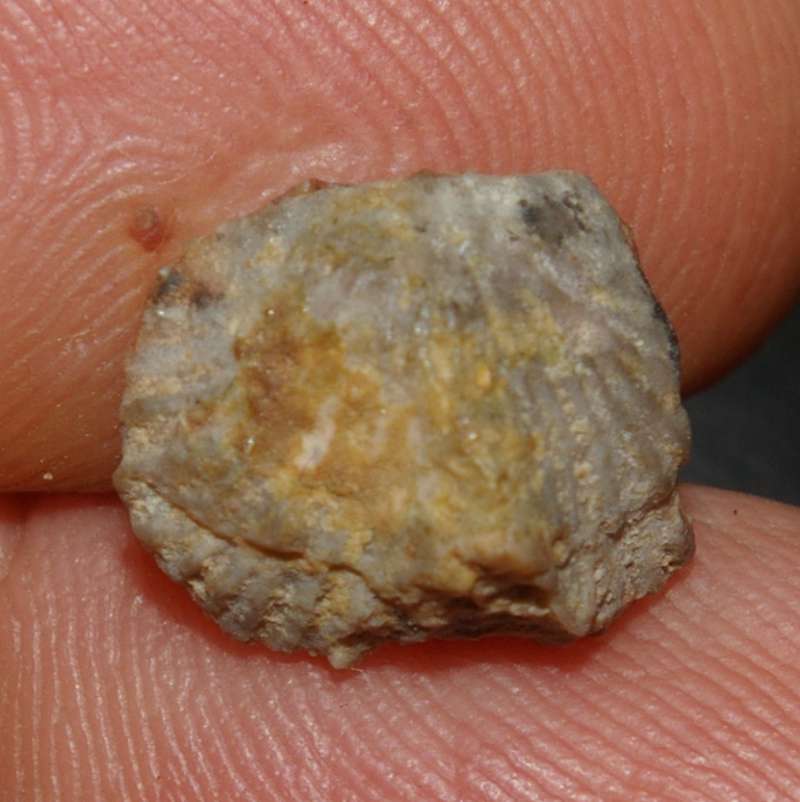 Eoorthis primordialis