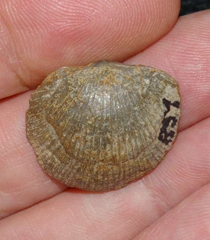 Devonian brachiopod