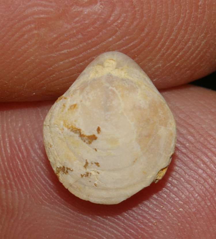 Zittelina douvillei