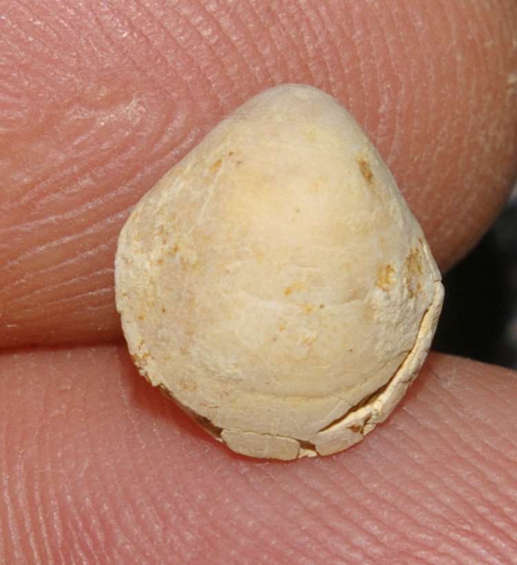 Zittelina douvillei