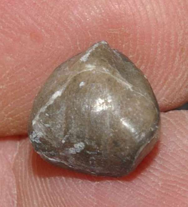Cambrian fossil brachiopod
