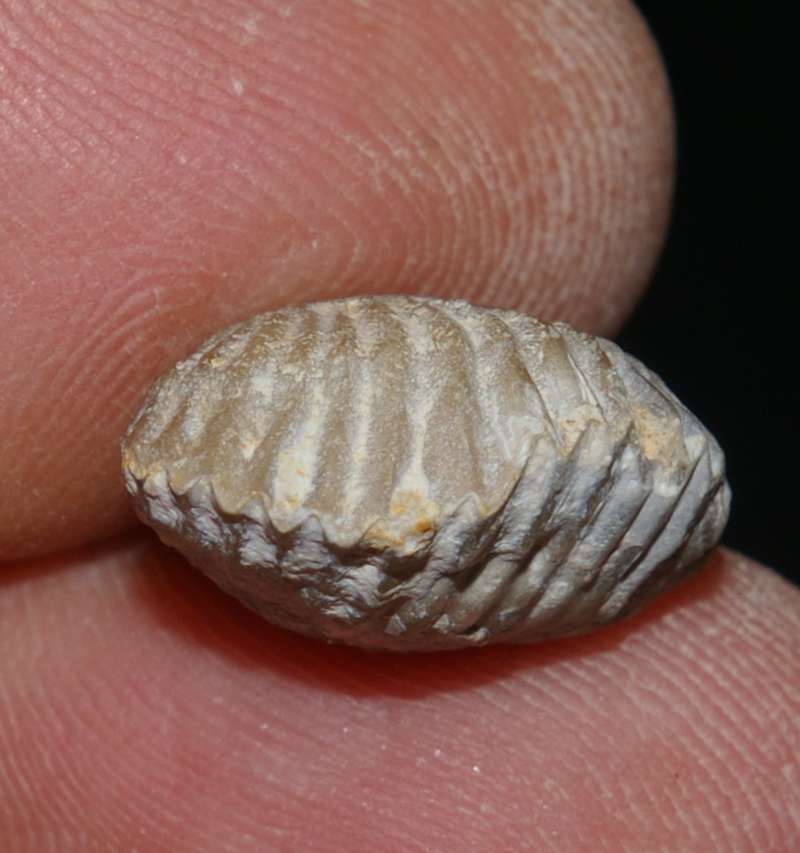 Cyclothyris compressa