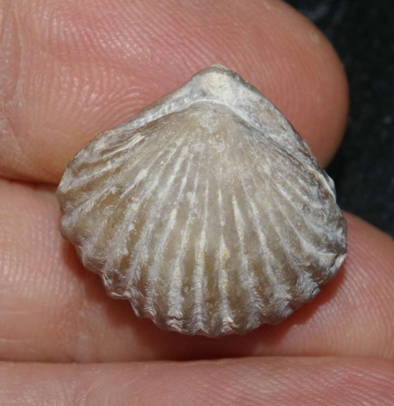 Cyclothyris punfieldensis
