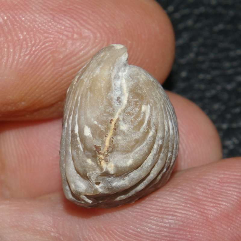 Cyclothyris punfieldensis