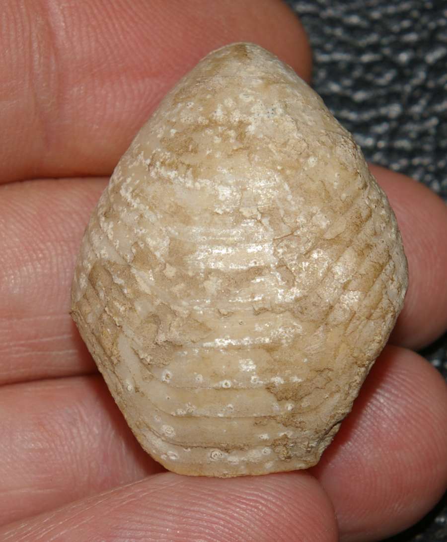 terebratulid brachiopod