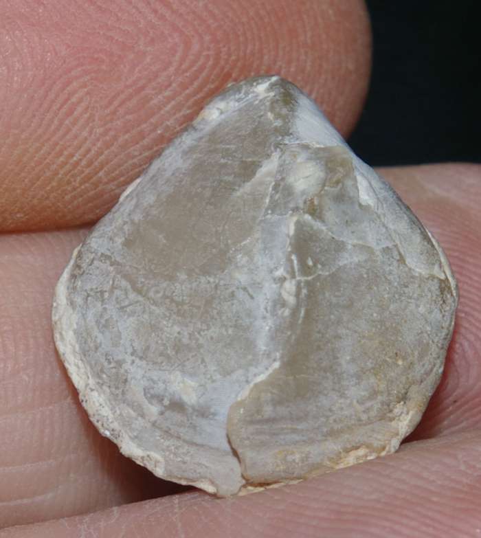 Arcuatothyris arcuata