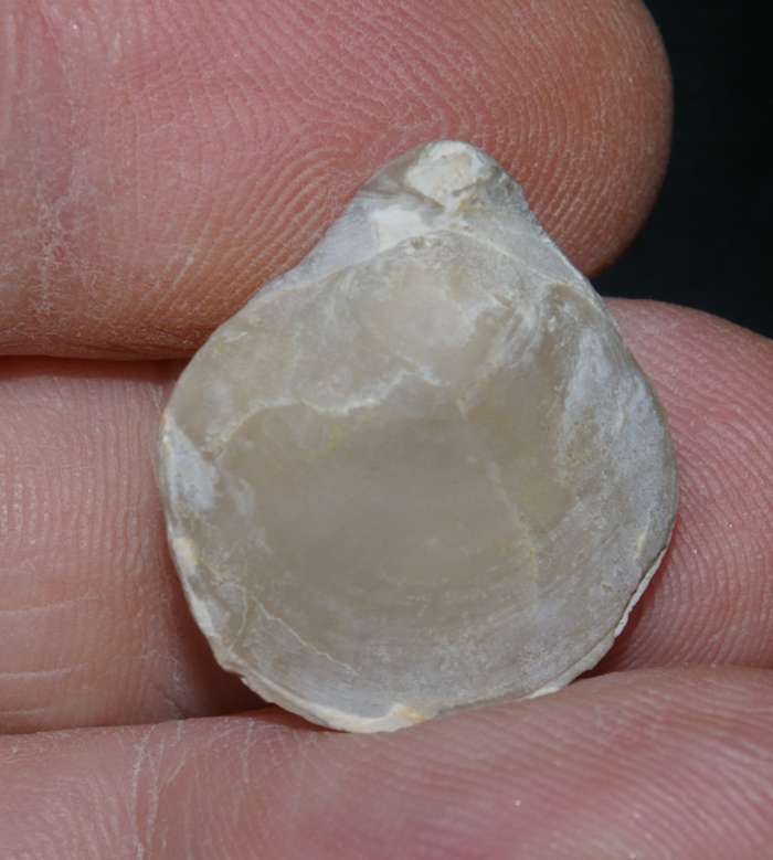Arcuatothyris arcuata