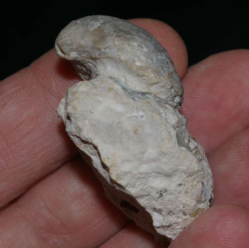 Cenomanian fossil brachiopod