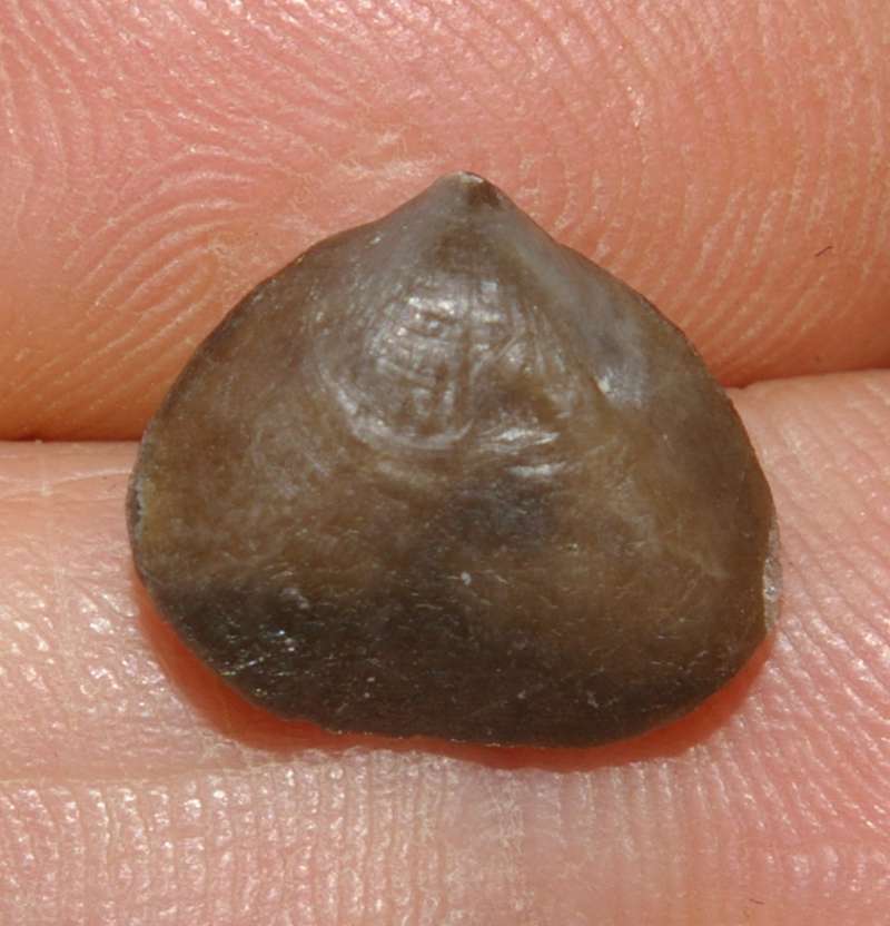 Devonian rhynchonellid brachiopod