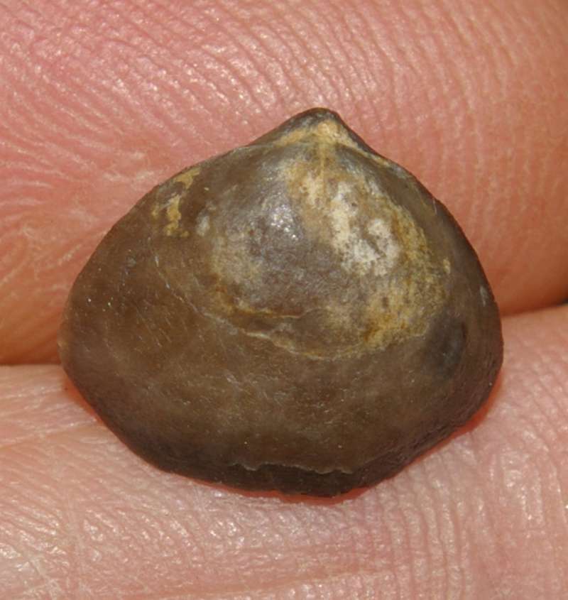 Devonian rhynchonellid brachiopod