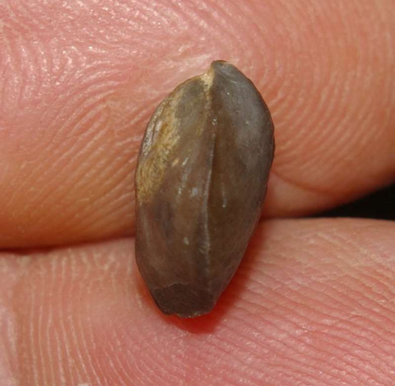 Devonian rhynchonellid brachiopod