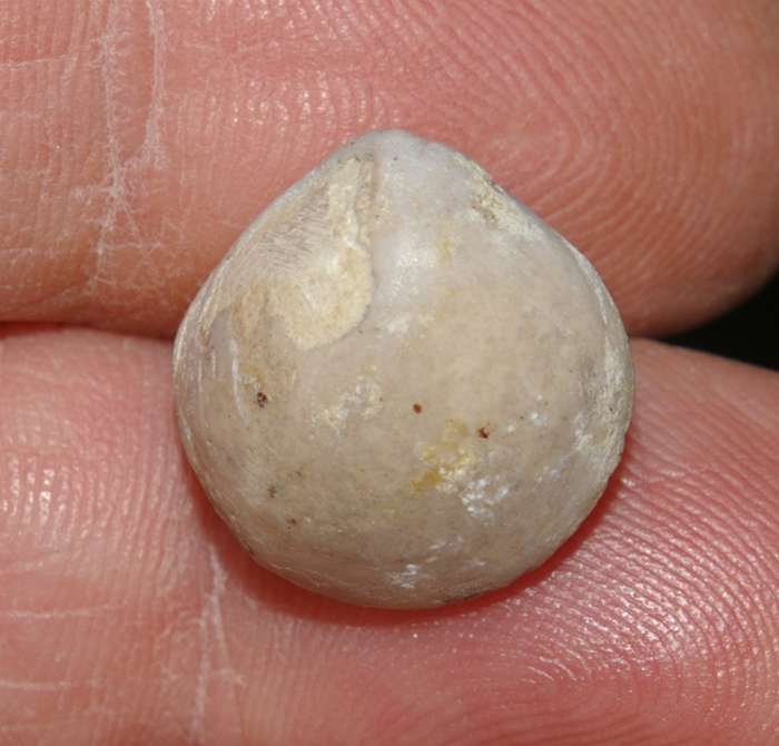 Oxfordian fossil brachiopod