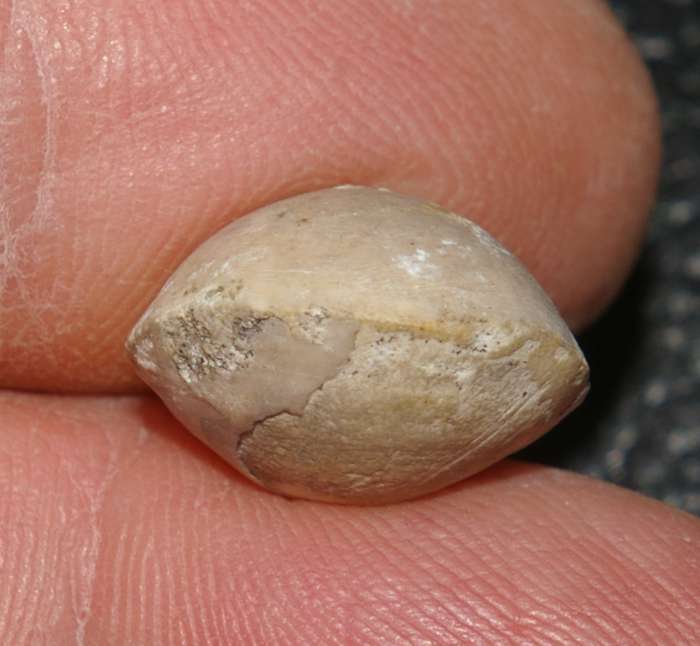 Oxfordian fossil brachiopod