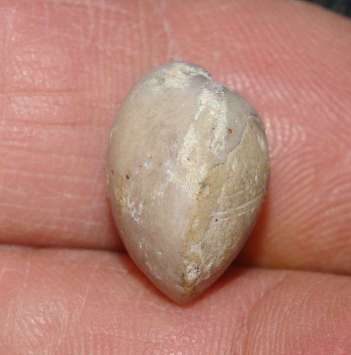 Oxfordian fossil brachiopod